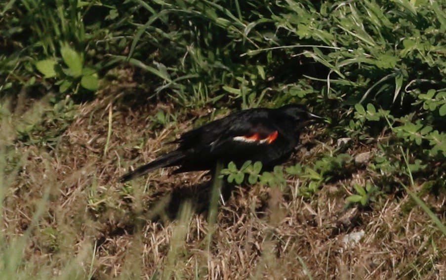 Red-winged Blackbird - ML621961263