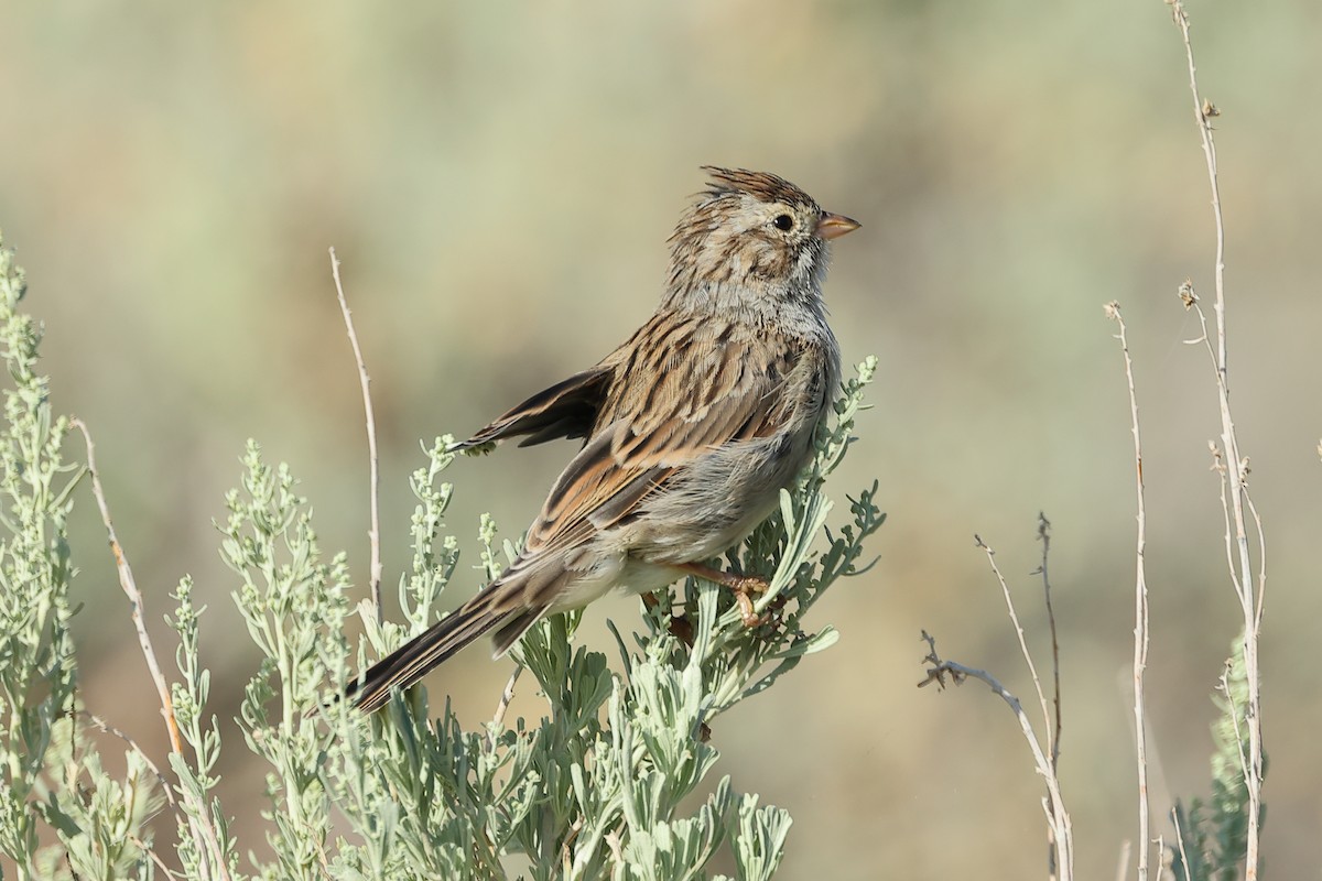 Brewer's Sparrow - ML621961279