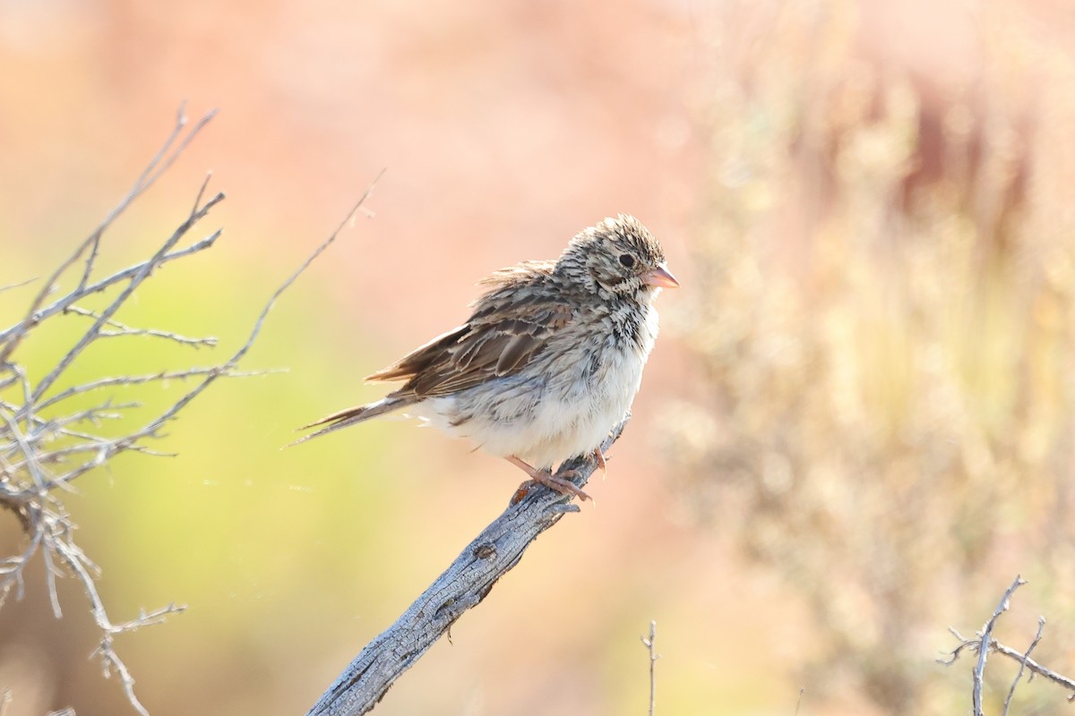 Brewer's Sparrow - ML621961280