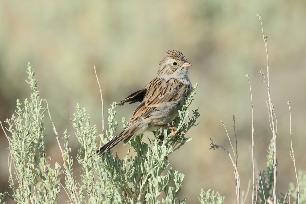 Brewer's Sparrow - ML621961281