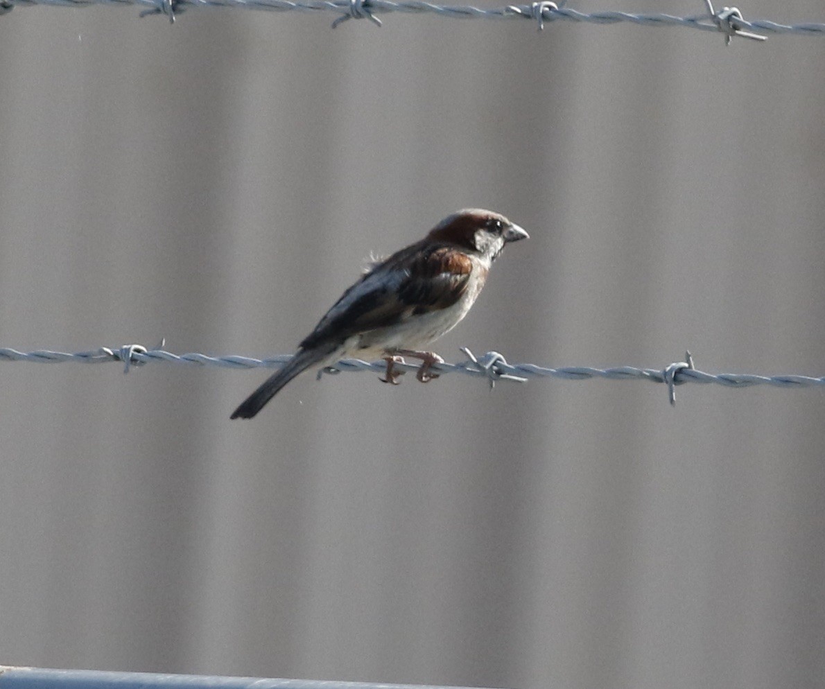 House Sparrow - ML621961305