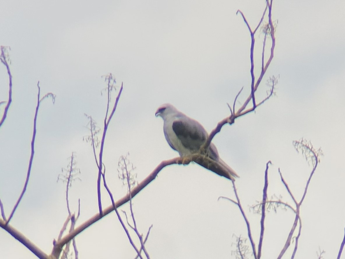 White-tailed Kite - Sam Ewing