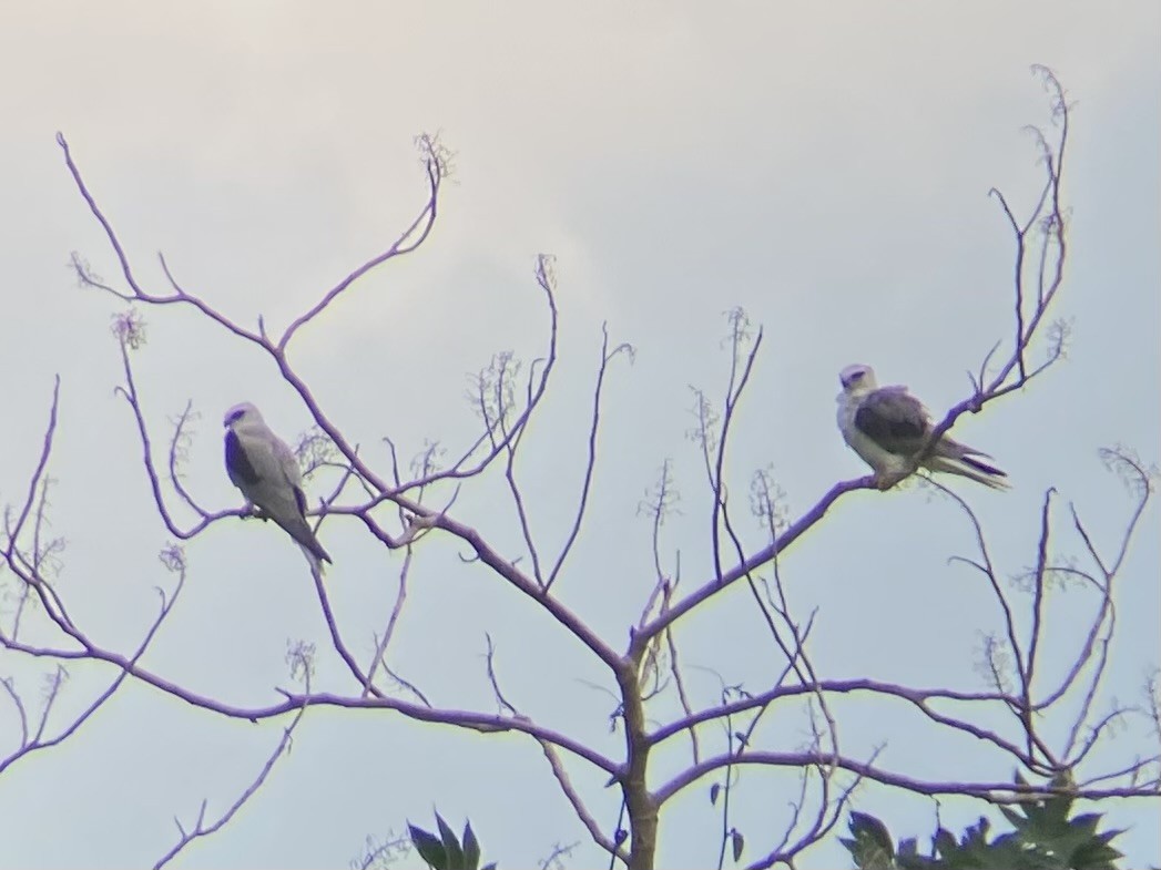 White-tailed Kite - ML621961359