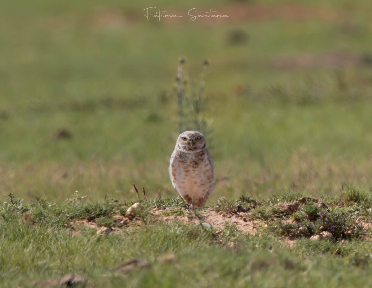 Burrowing Owl - ML621961412