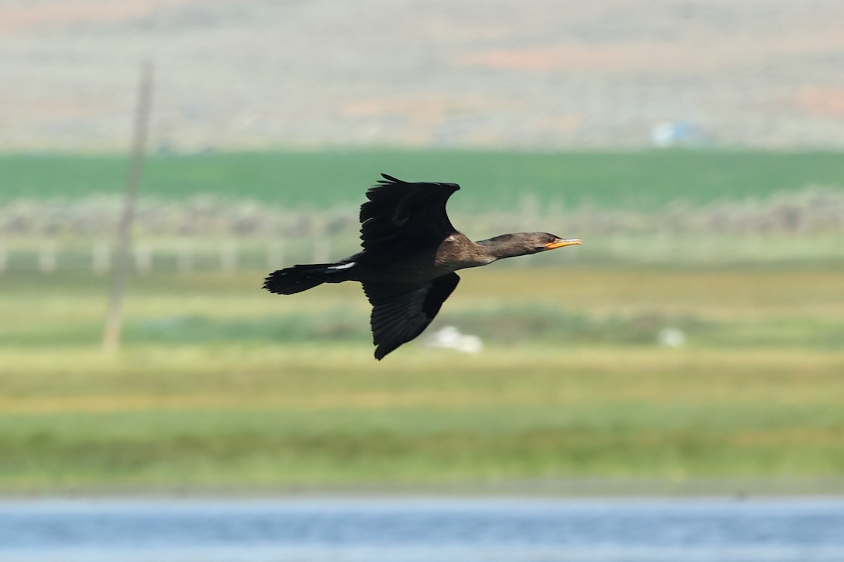 Double-crested Cormorant - Brett Wiese