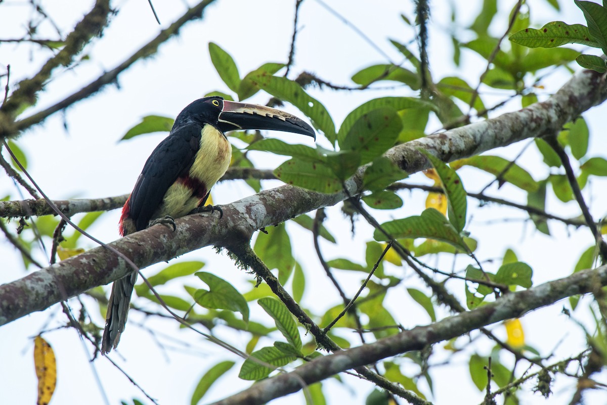 Collared Aracari - ML621961603