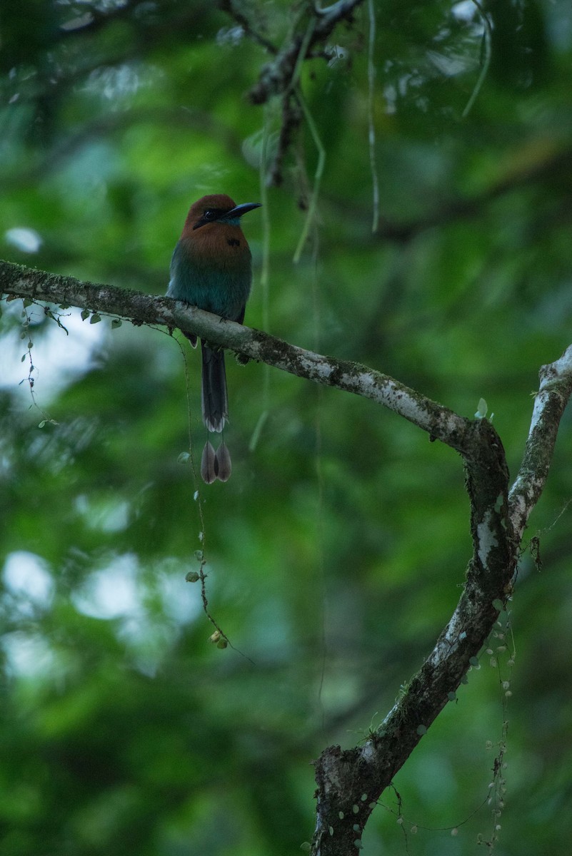 Broad-billed Motmot - ML621961665