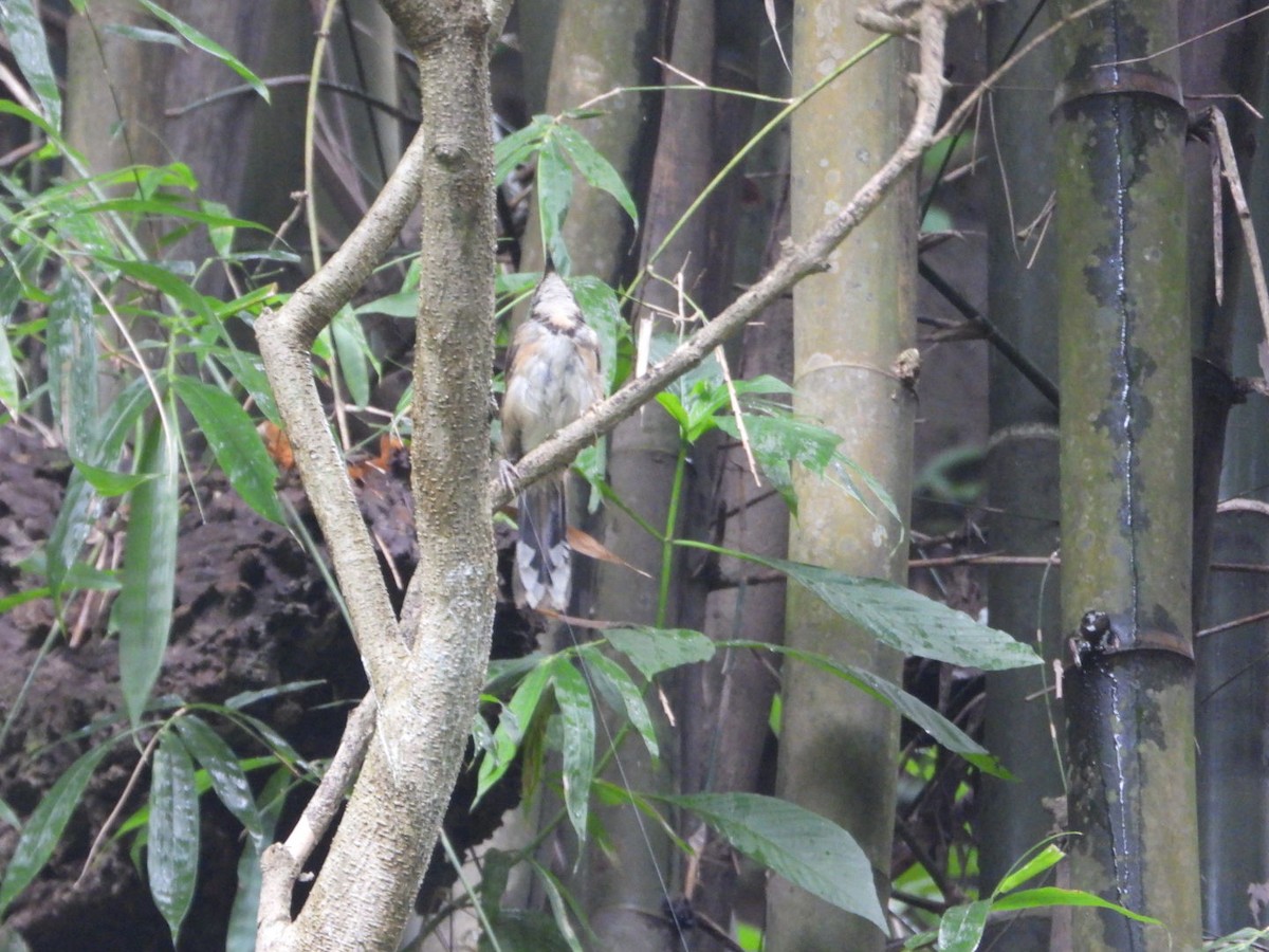 Greater Necklaced Laughingthrush - ML621961666