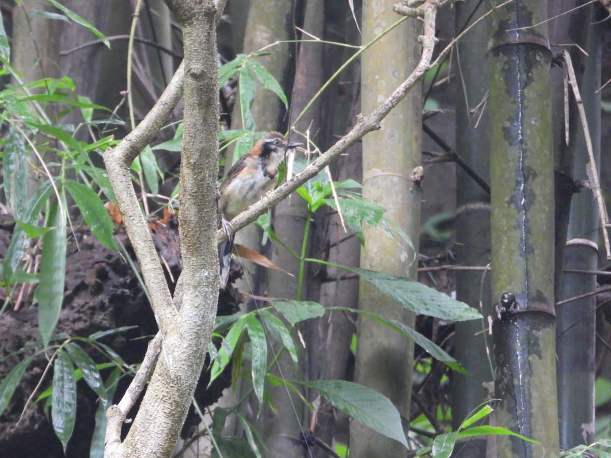 Greater Necklaced Laughingthrush - Chaiti Banerjee