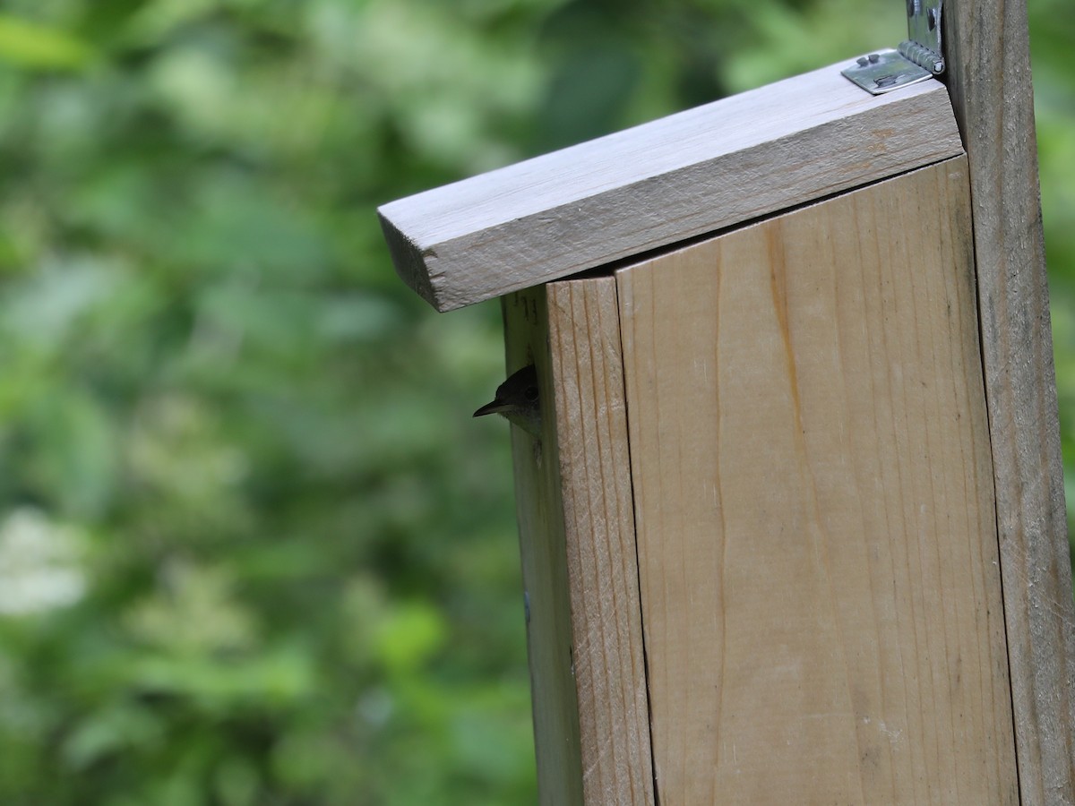 Northern House Wren - ML621961674