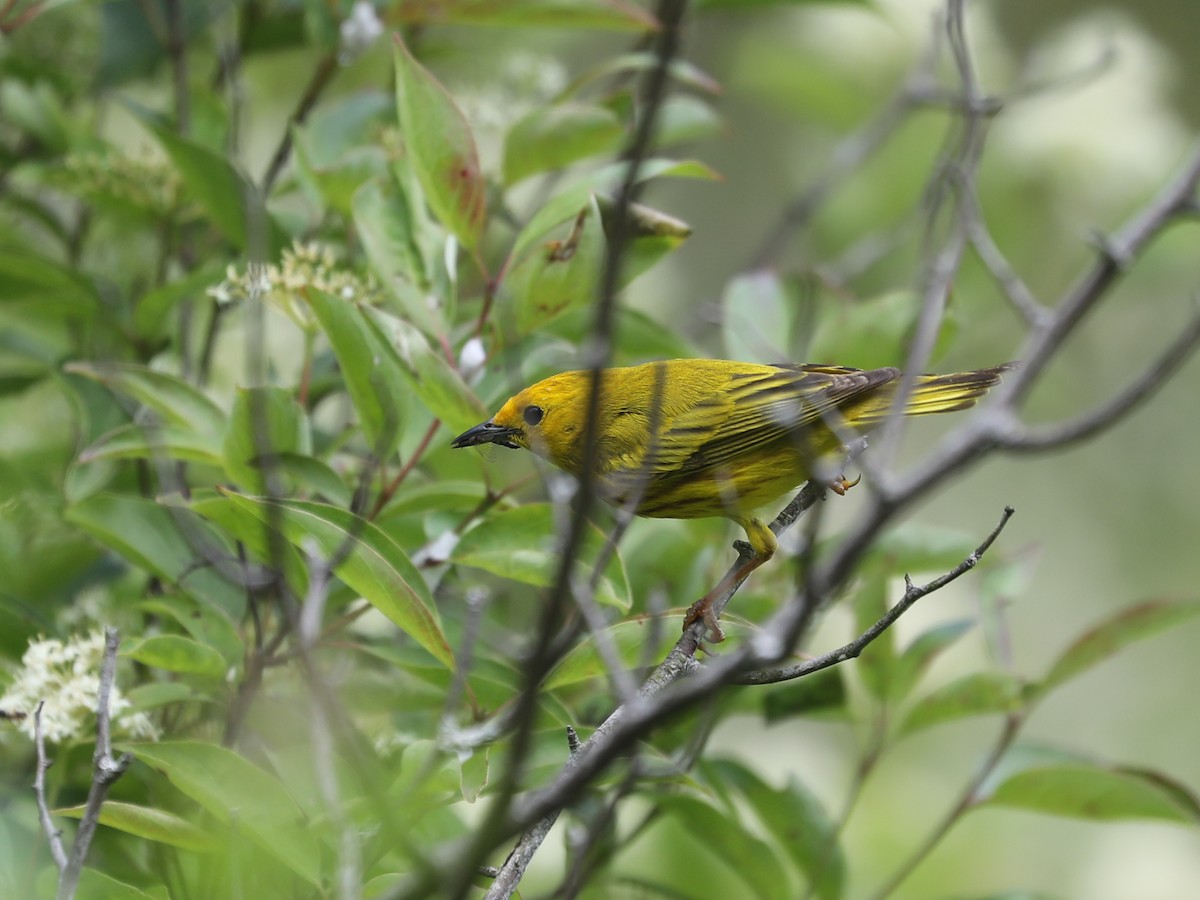Yellow Warbler - ML621961676