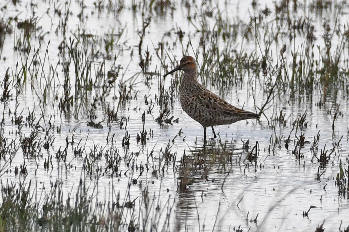 Stilt Sandpiper - David M. Bell