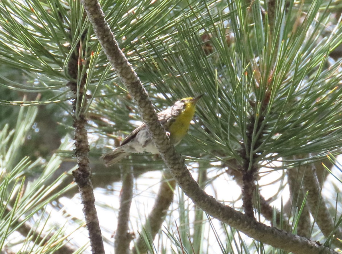 Grace's Warbler - ML621961705