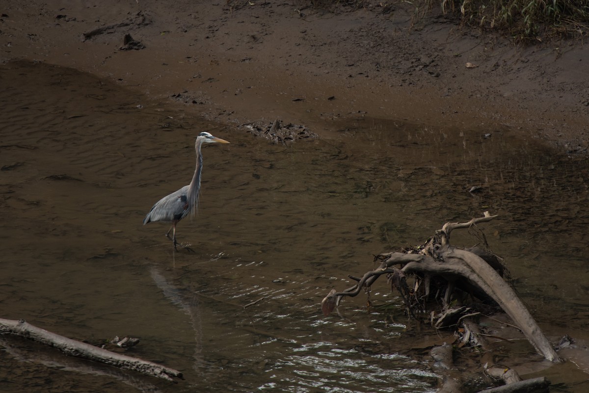 Great Blue Heron - ML621961710