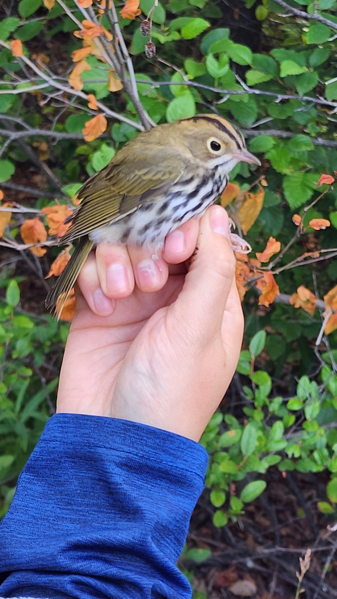 Ovenbird - ML621961746