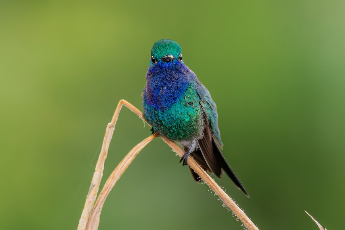 Sapphire-throated Hummingbird - ML621961850