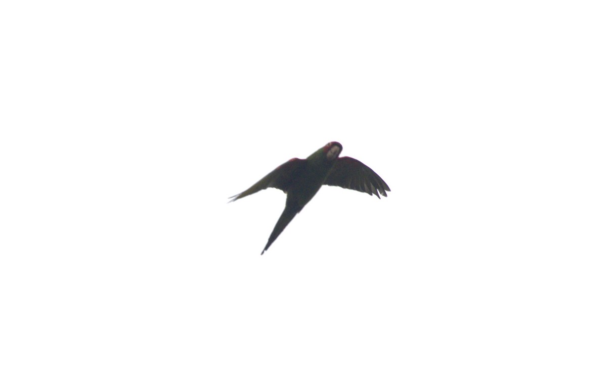 Guayaquil Papağanı - ML621961890