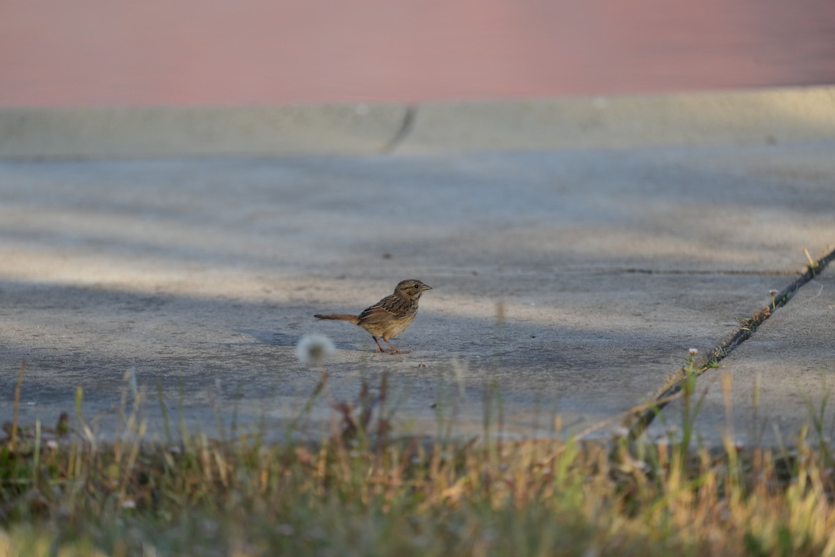 Rufous-crowned Sparrow - ML621961899