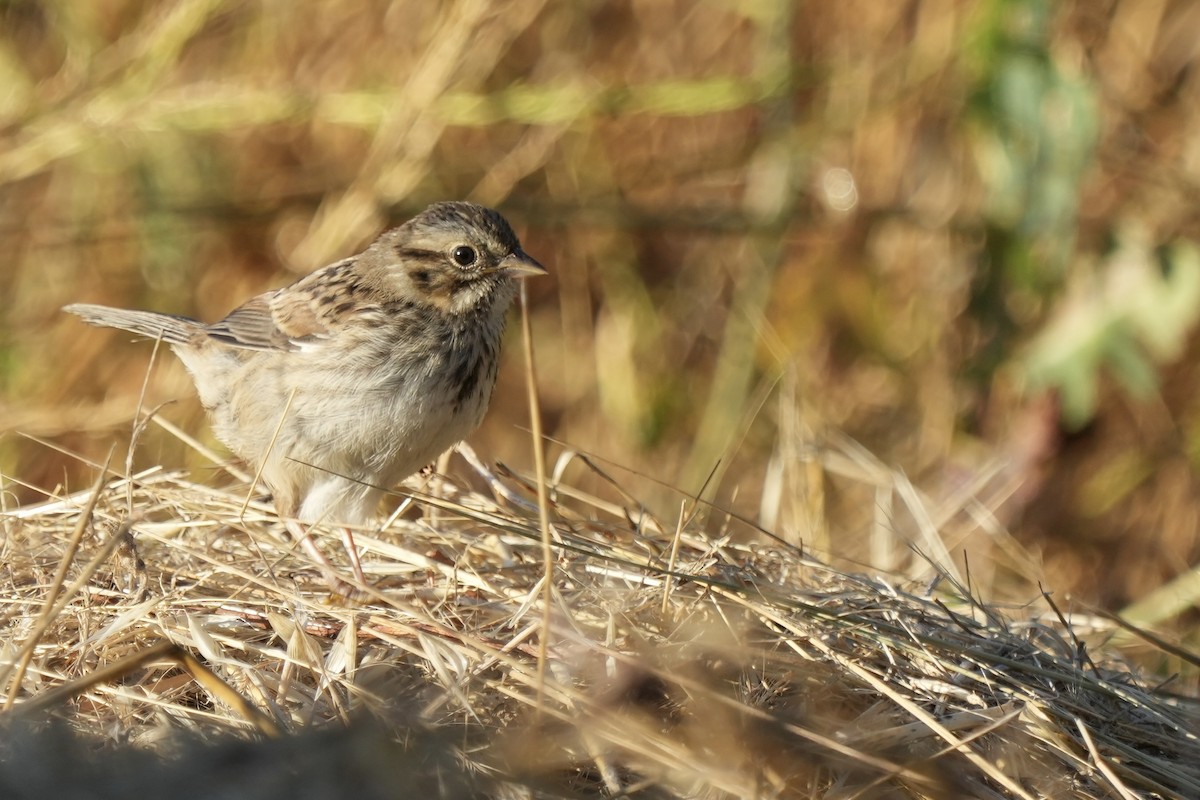 Rufous-crowned Sparrow - ML621961917