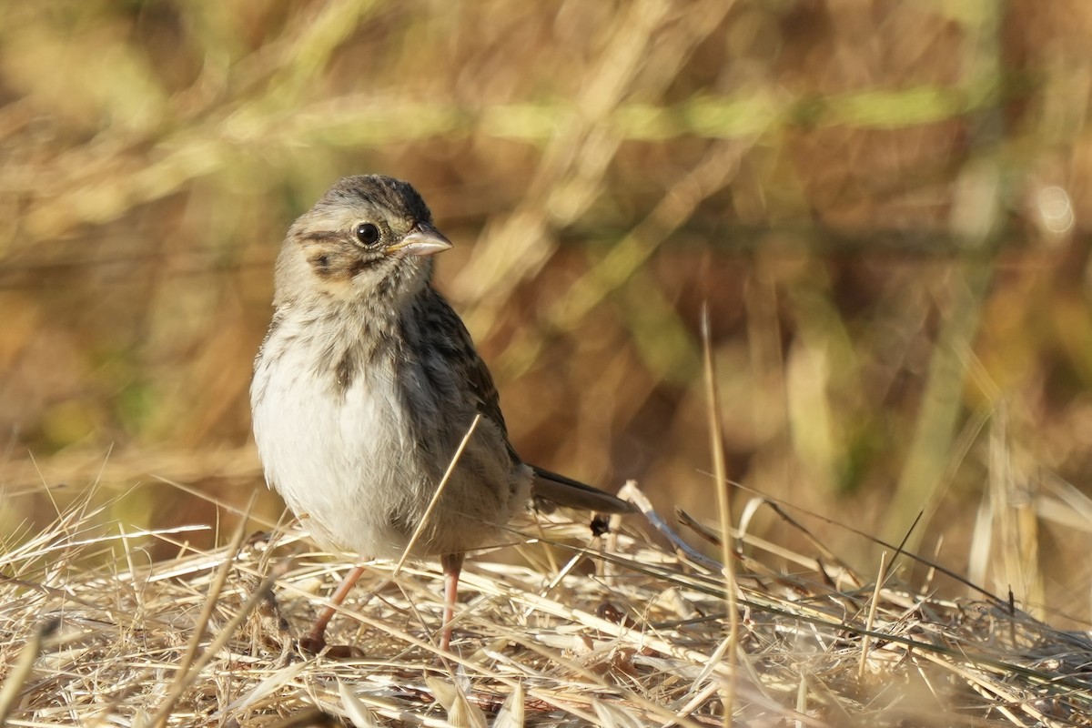 Rufous-crowned Sparrow - ML621961919