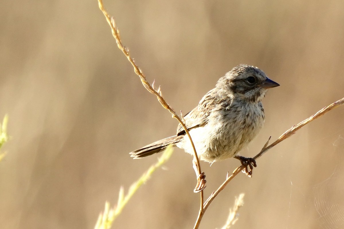 Song Sparrow - ML621961920