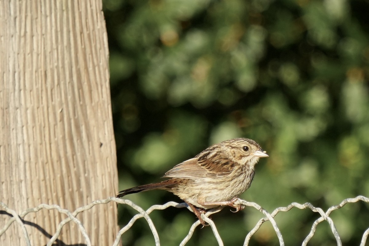 Song Sparrow - ML621961921