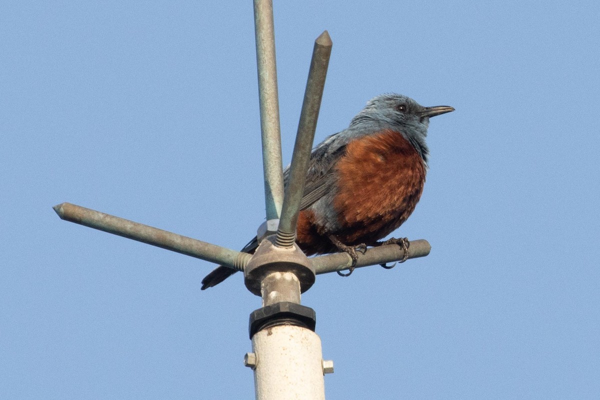 Blue Rock-Thrush (philippensis) - dan davis