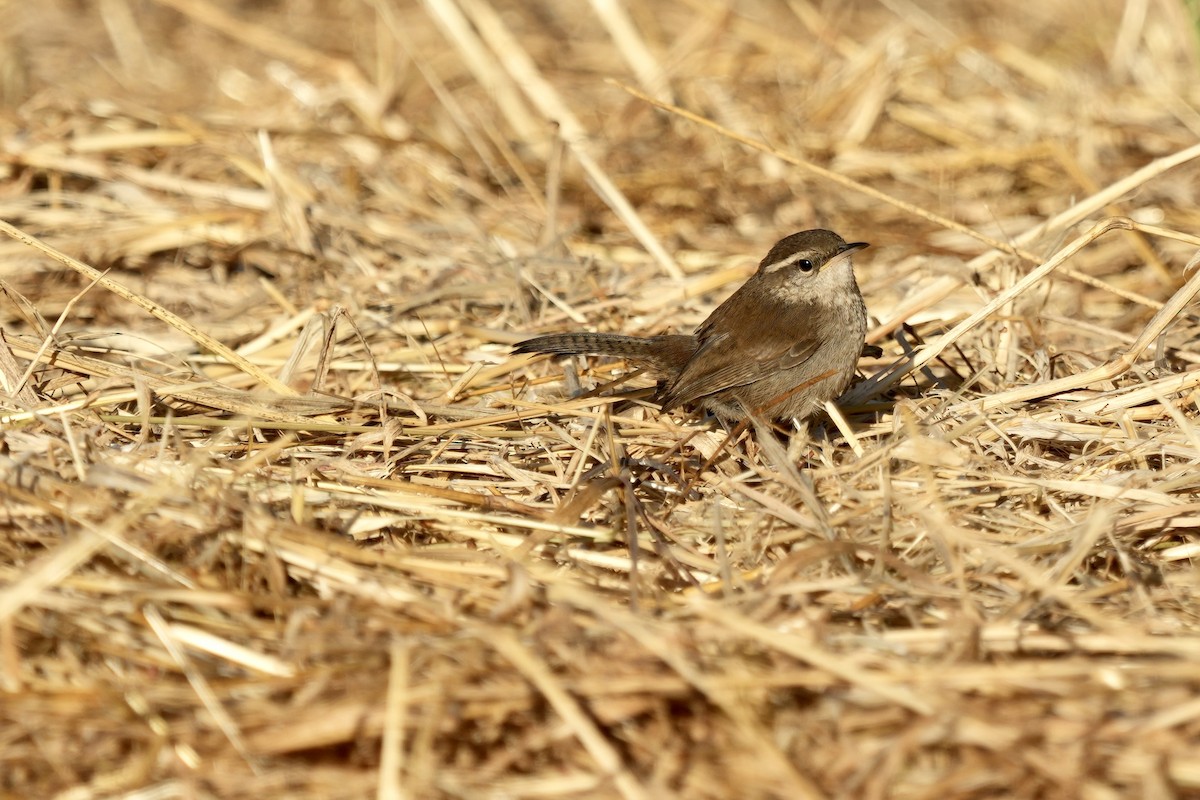 Bewick's Wren - ML621961961