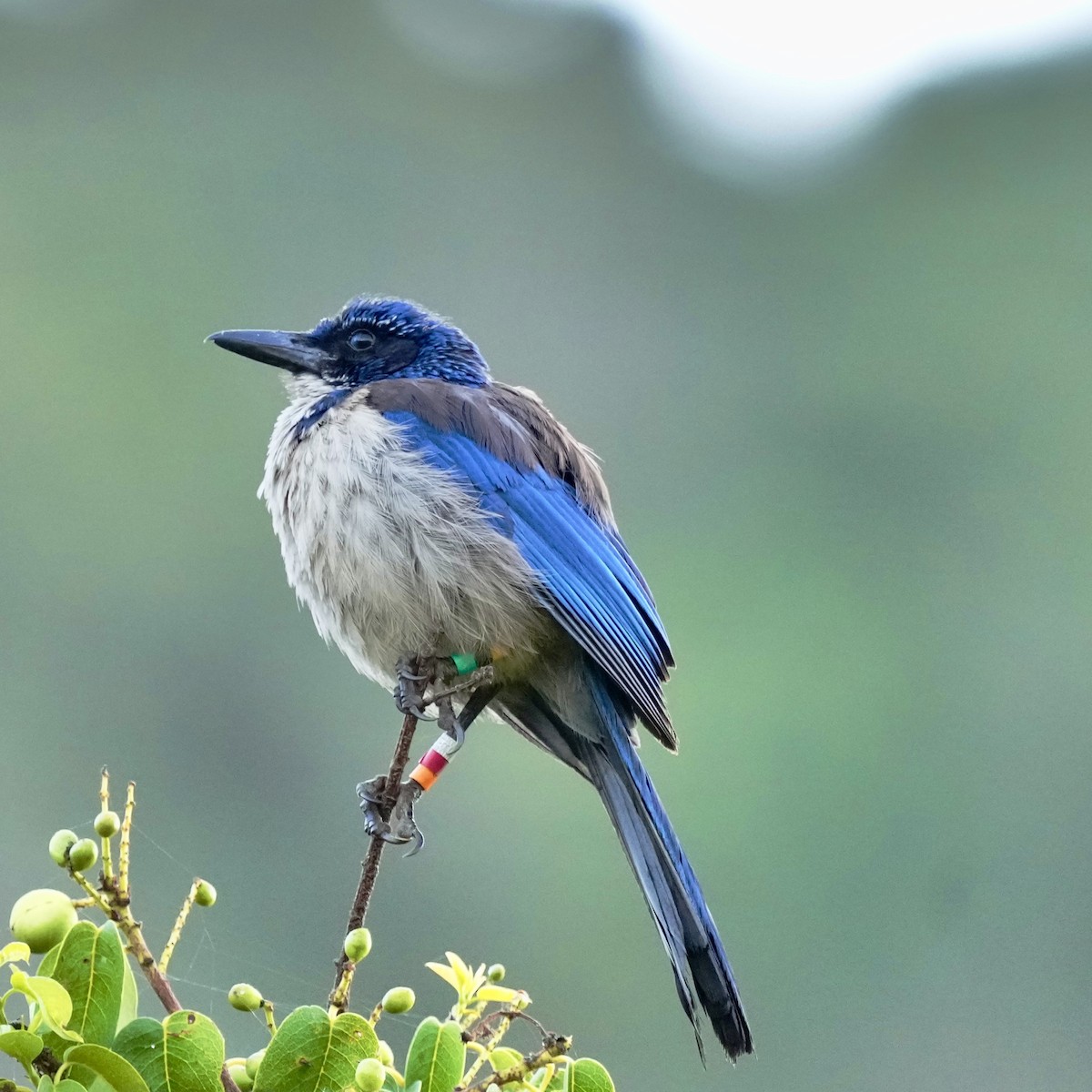 Island Scrub-Jay - ML621961969