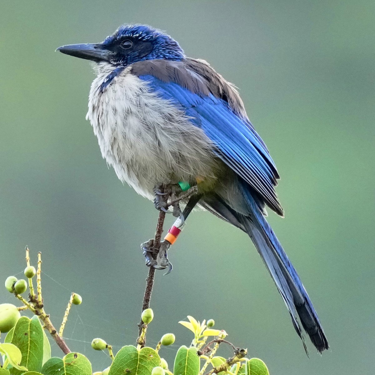 Island Scrub-Jay - ML621961970