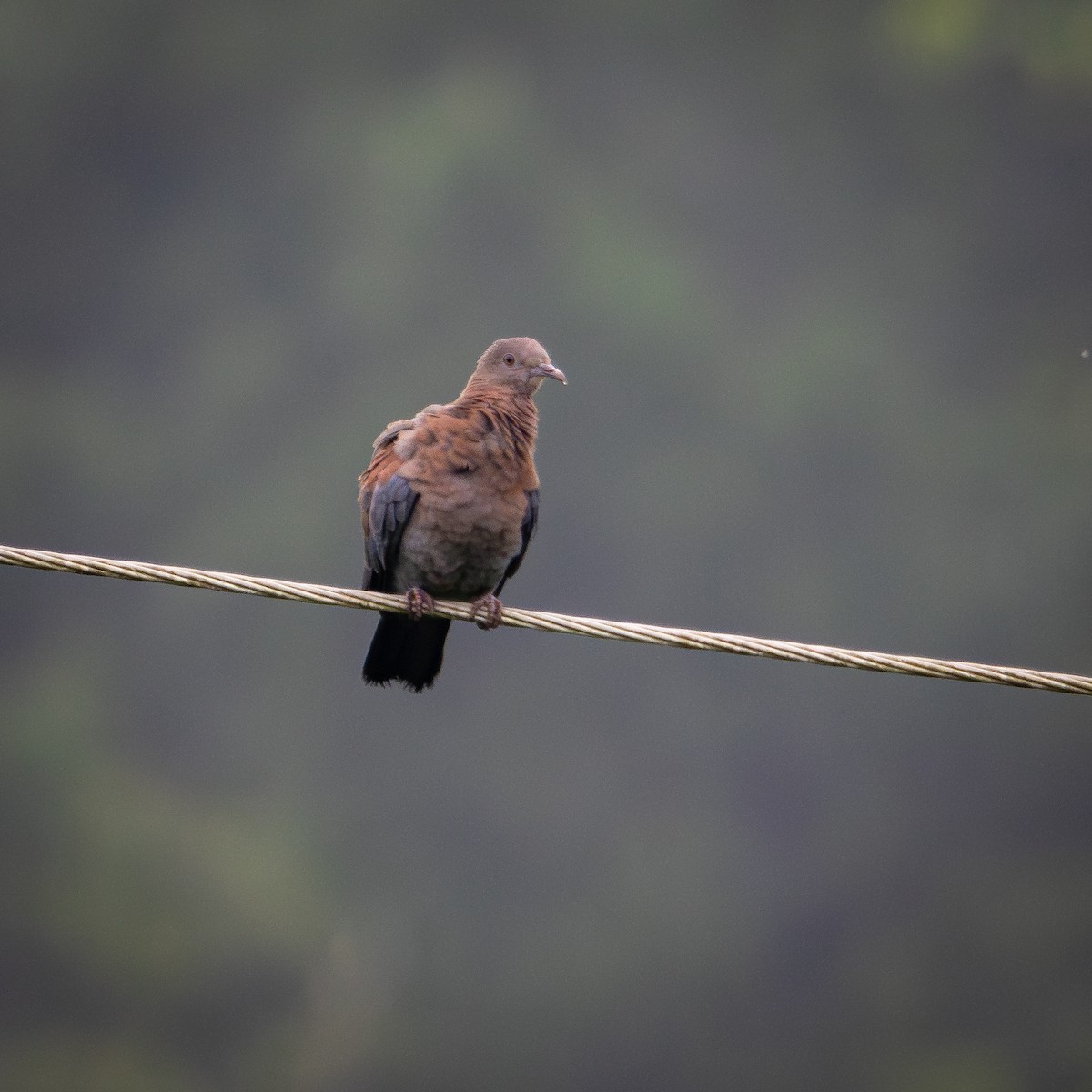 Red-billed Pigeon - ML621961971