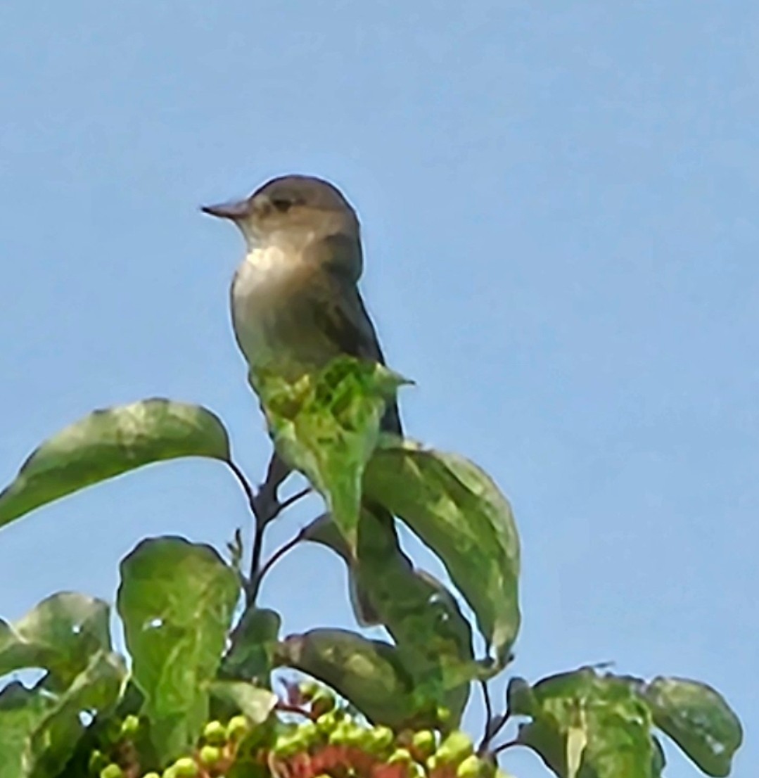 Bell's Vireo - ML621961974