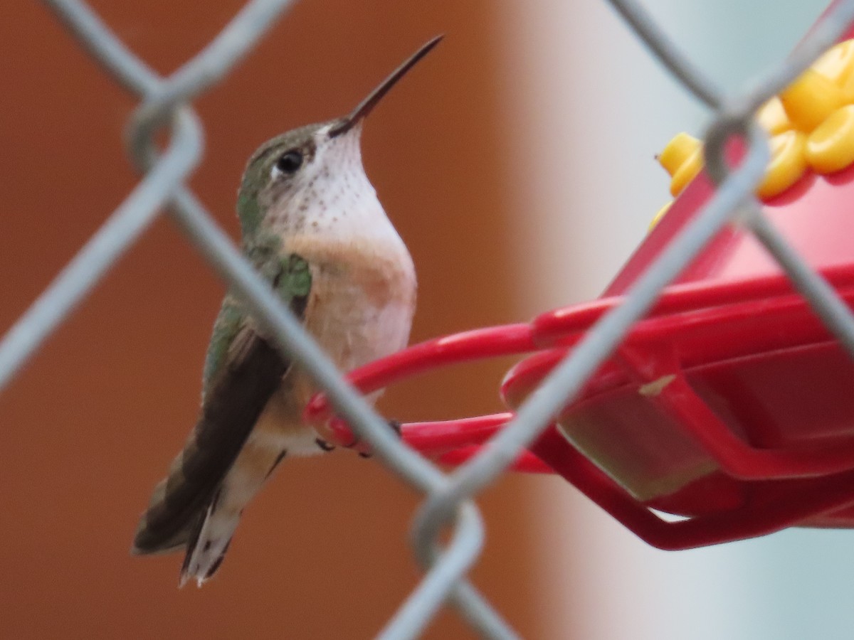 Calliope Hummingbird - ML621961976