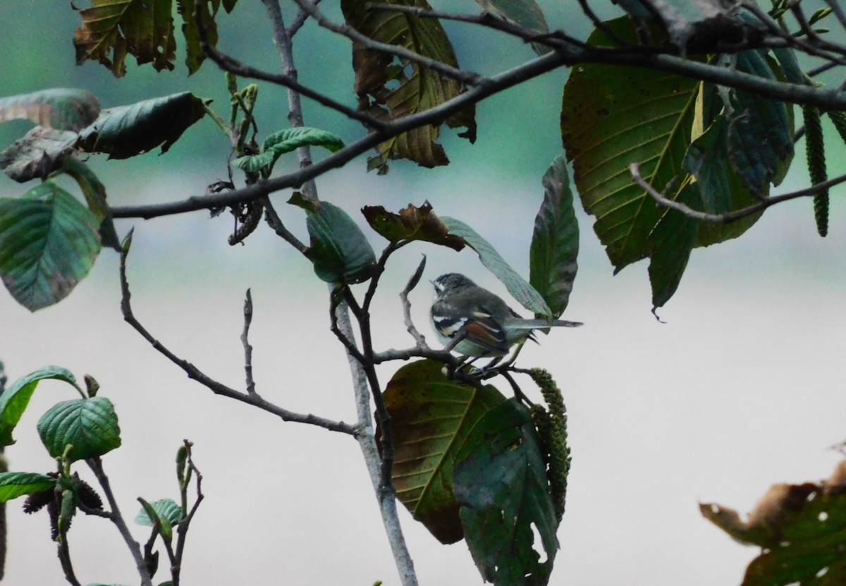 Rufous-winged Tyrannulet - ML621961982