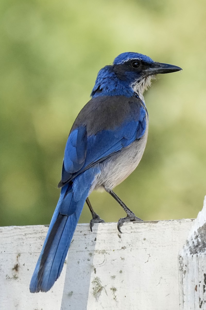 Island Scrub-Jay - ML621961984