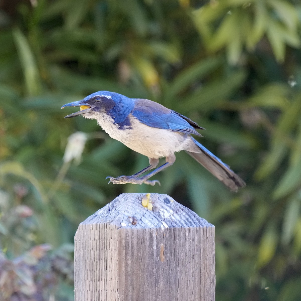 Island Scrub-Jay - ML621961986