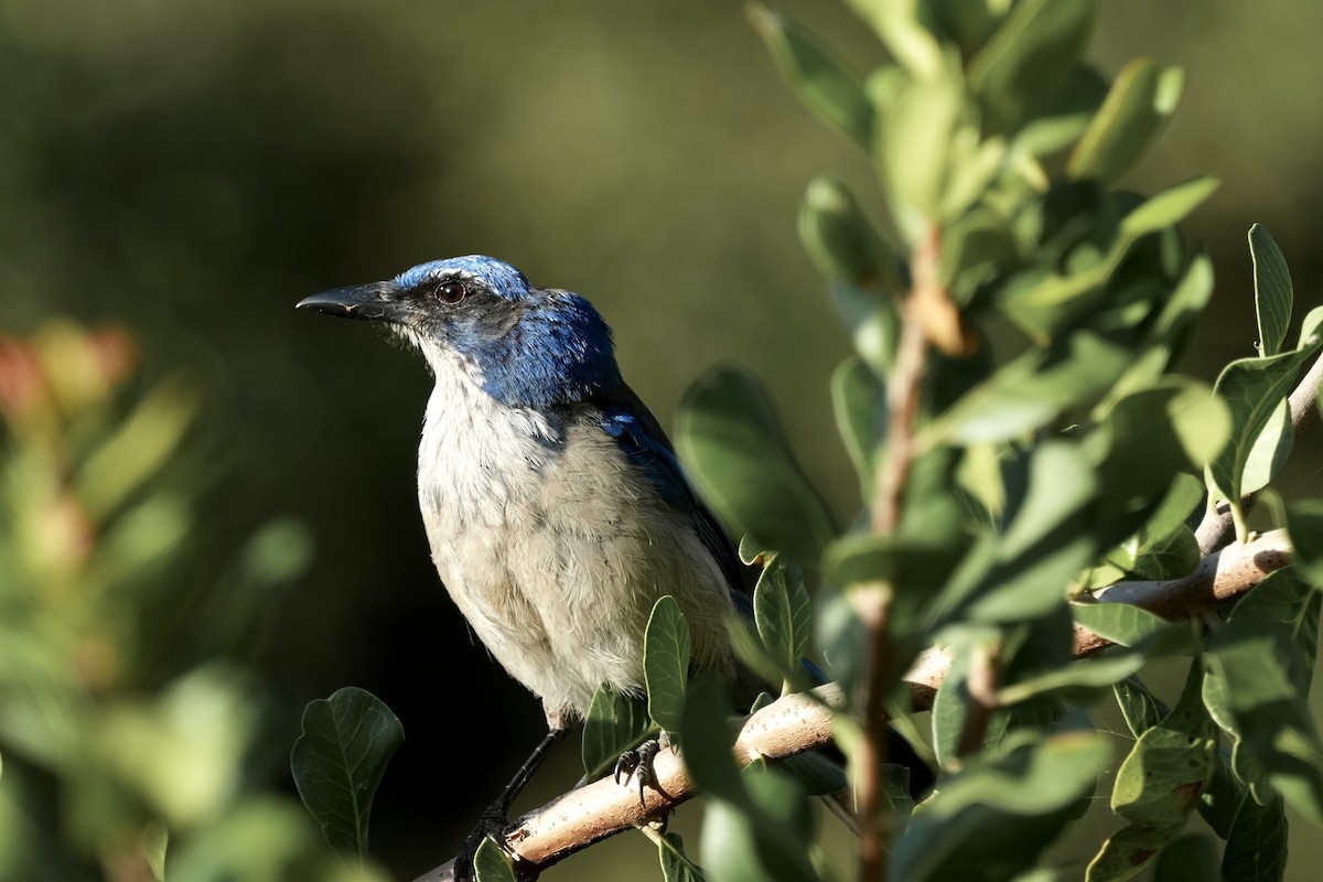 Island Scrub-Jay - ML621961998