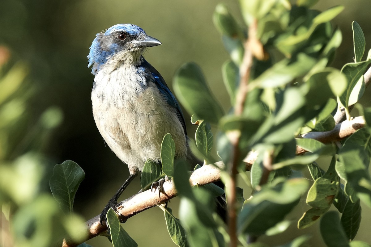 Island Scrub-Jay - ML621962005