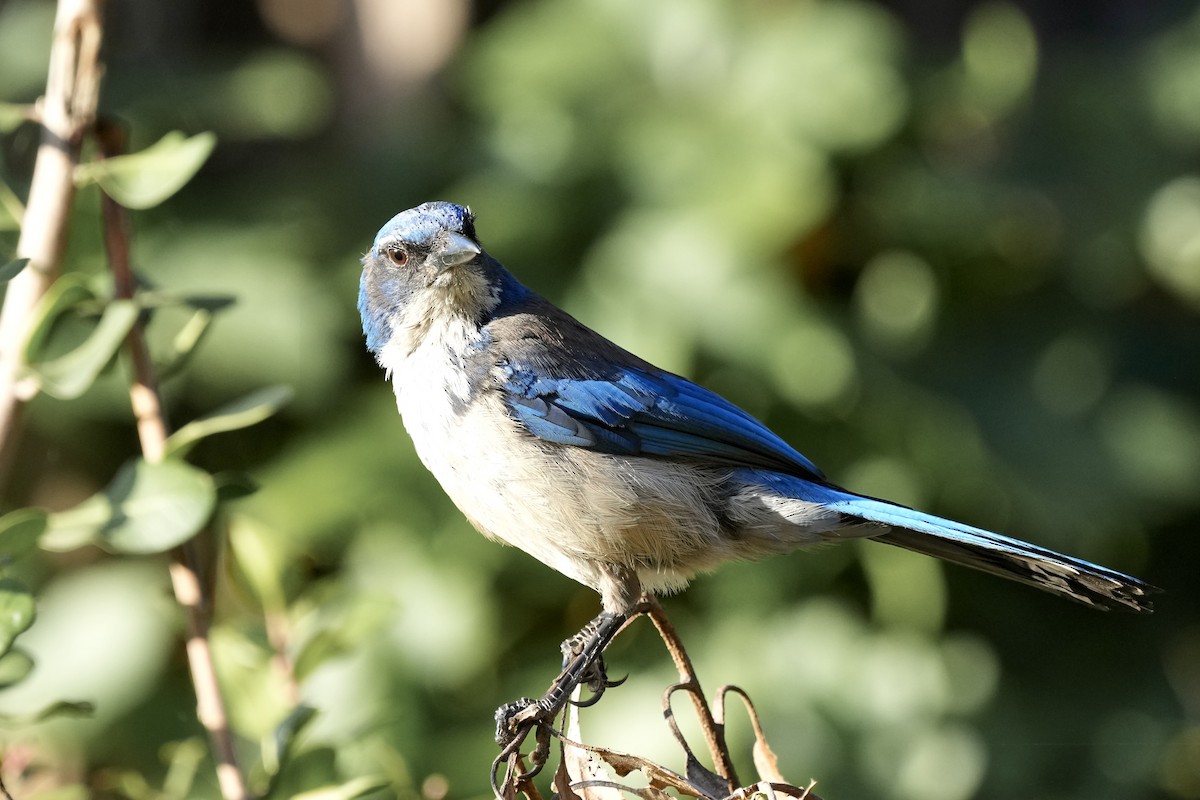 Island Scrub-Jay - Eric Bischoff