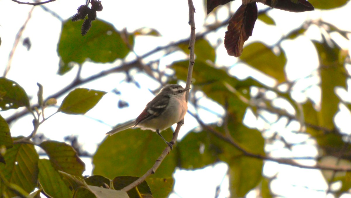 Rufous-winged Tyrannulet - ML621962033