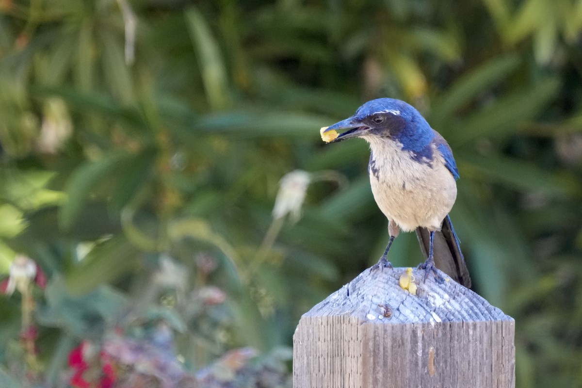 Island Scrub-Jay - ML621962052