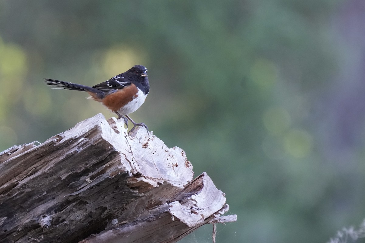 Spotted Towhee - Eric Bischoff