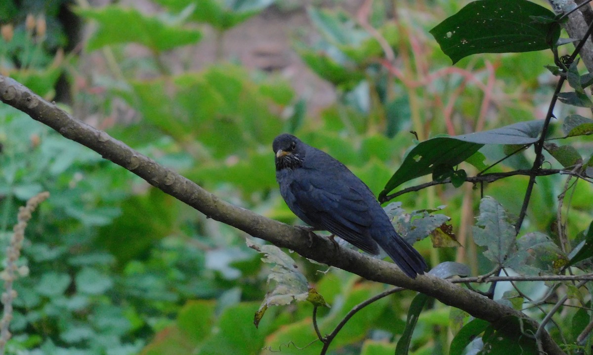 Andean Slaty Thrush - ML621962077