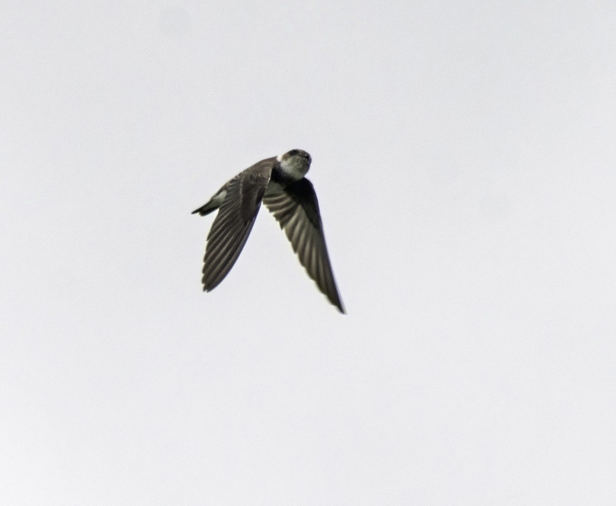 Bank Swallow - ML621962083