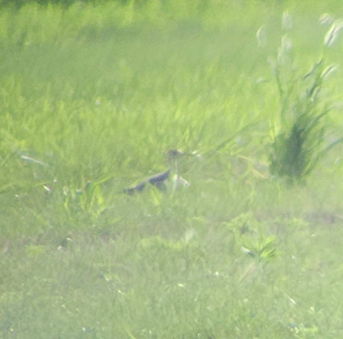 Upland Sandpiper - ML621962094