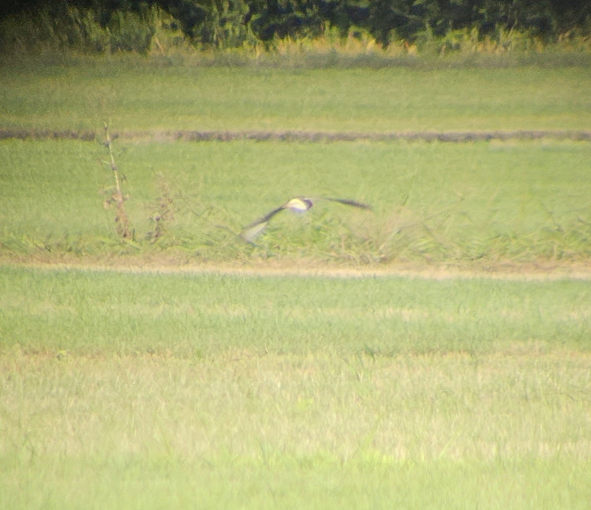 Upland Sandpiper - ML621962097