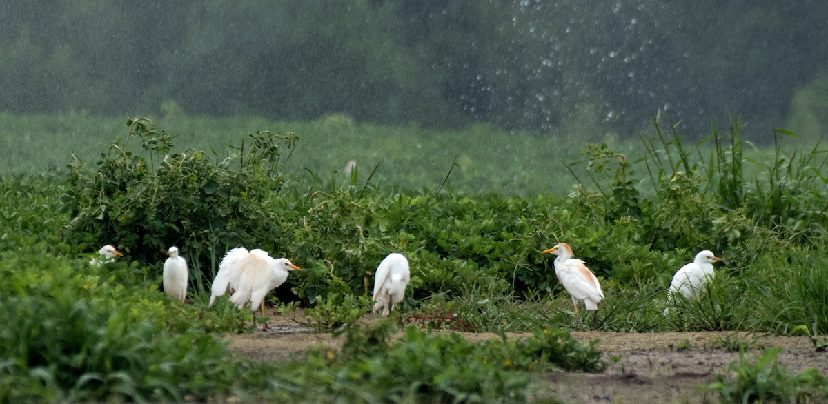 Western Cattle Egret - ML621962109