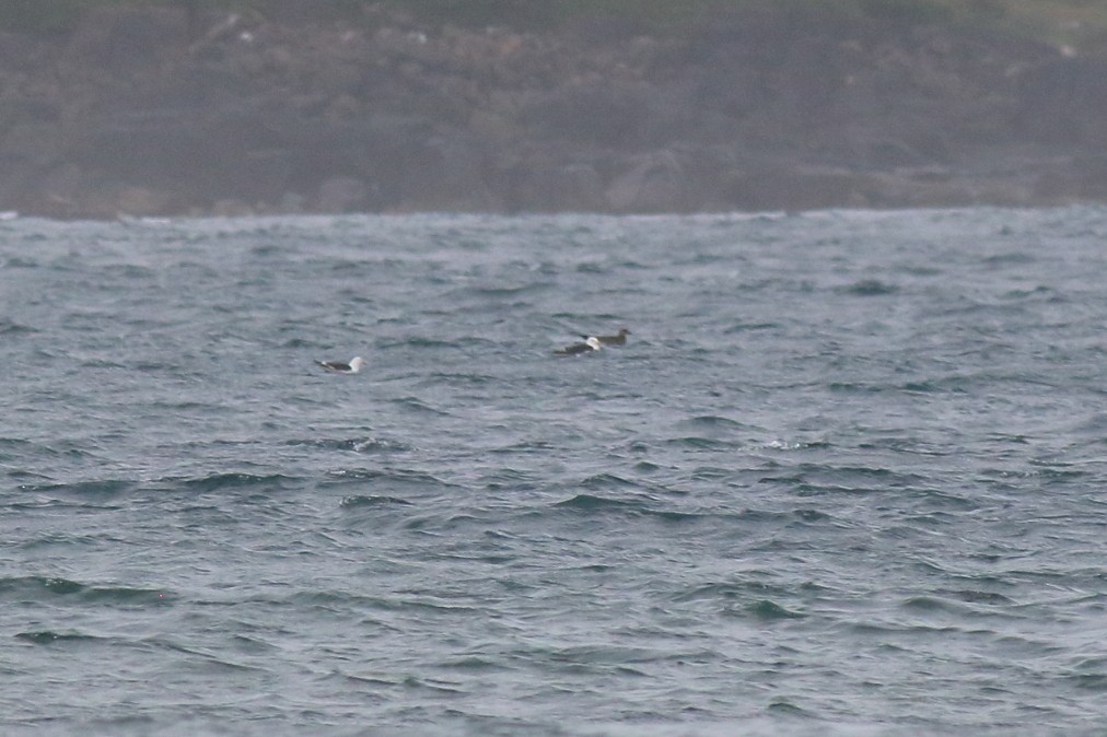 Kelp Gull (dominicanus) - Paul Lynch