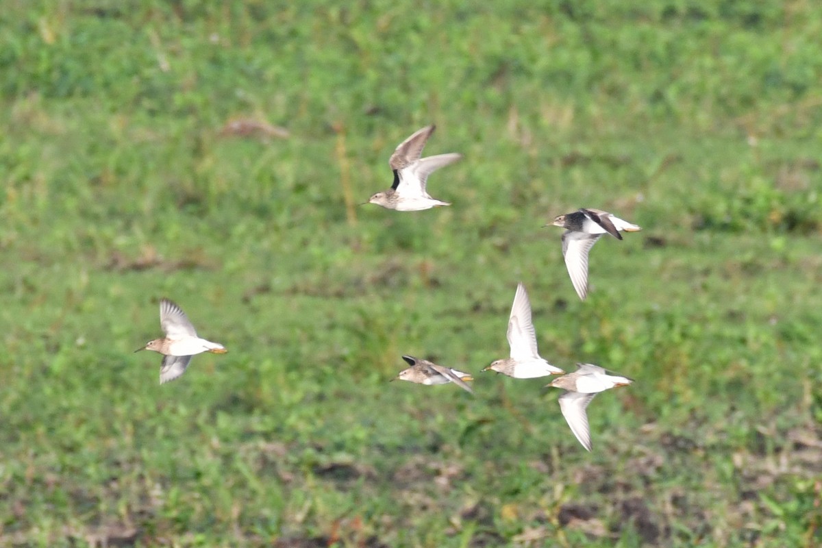 alaskasnipe - ML621962360