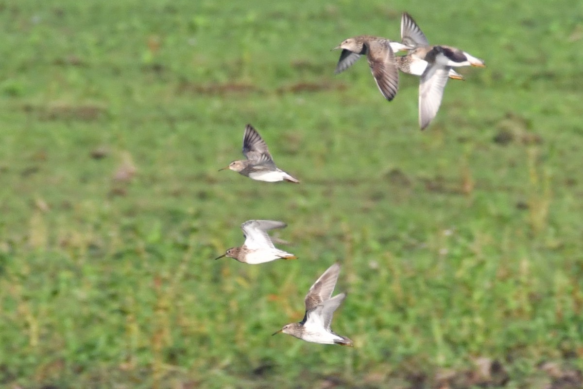 alaskasnipe - ML621962361